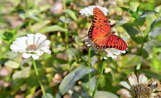Nature right out of back door at its simplest beauty. | Image 9