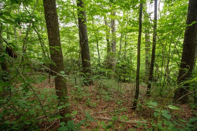 Lot 28 Manor House Dr, Home with 0 bedrooms, 0 bathrooms and null parking in Laurel Fork VA | Image 6