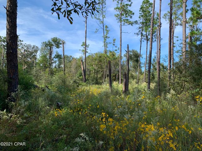 0000 Drury Ln, Home with 0 bedrooms, 0 bathrooms and null parking in Alford FL | Image 6