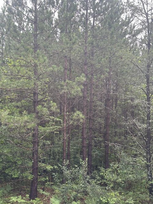 lot-9-rns-NEAR Cth Y S, Tomahawk, WI, 54487 | Card Image