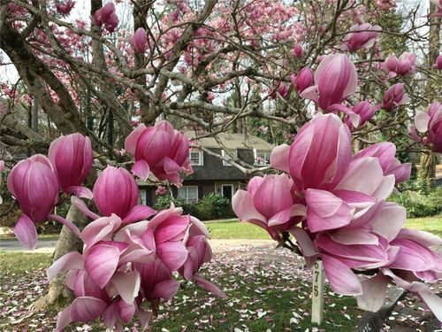 3675 Toxaway Ct, Chamblee, GA, 30341-4616 | Card Image