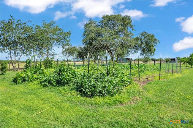 Garden and fruit trees | Image 21