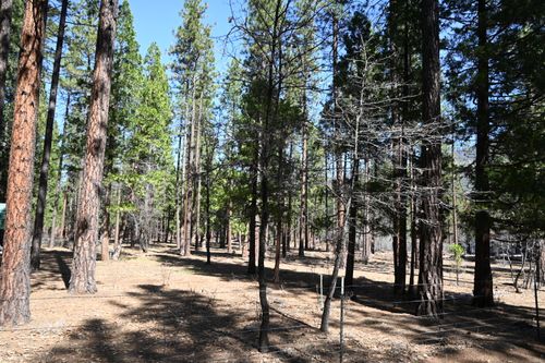 00000 Pine Shadows Rd, Mcarthur, CA, 96056 | Card Image