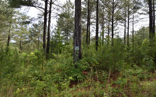 LOT 50 Pinehurst Rd, Blairsville, GA, 30512-8740 | Card Image