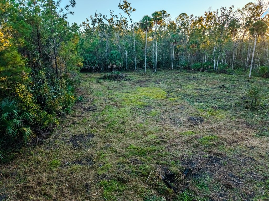Land in Steinhatchee 3