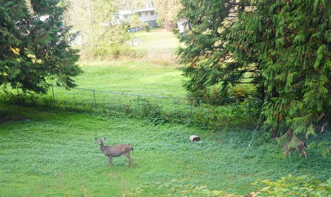 View of yard featuring a rural view and fence | Image 22