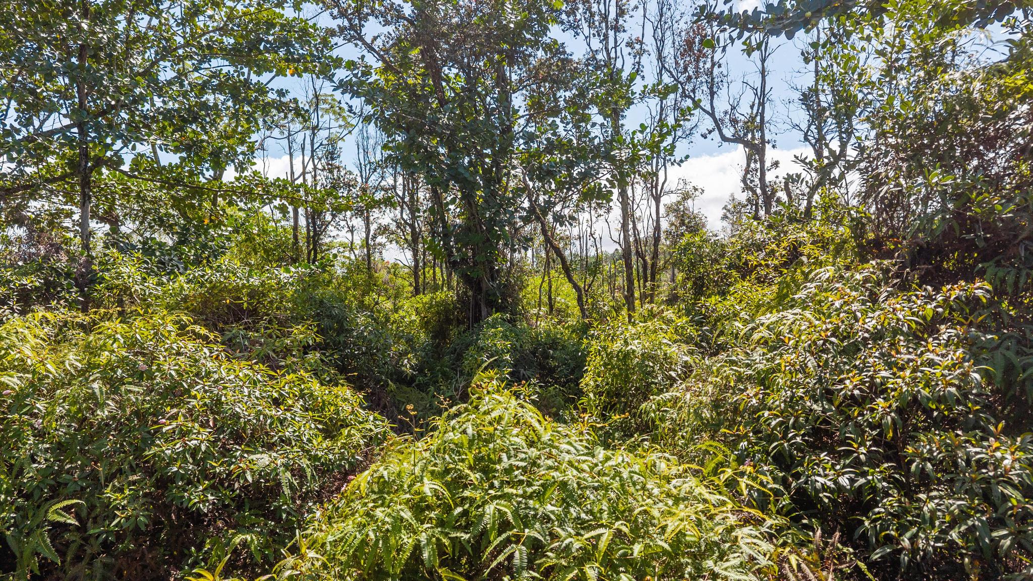 Land in Keaau