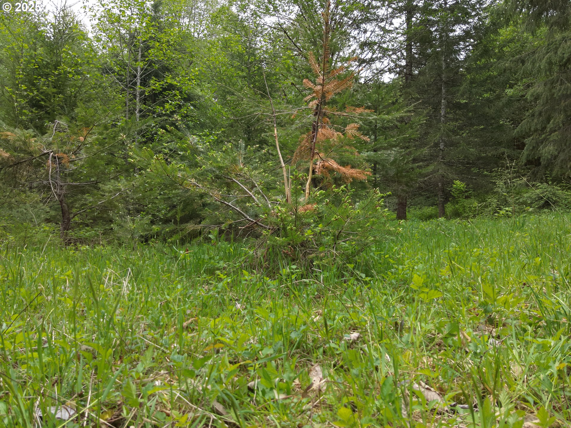 Land in Welches 5