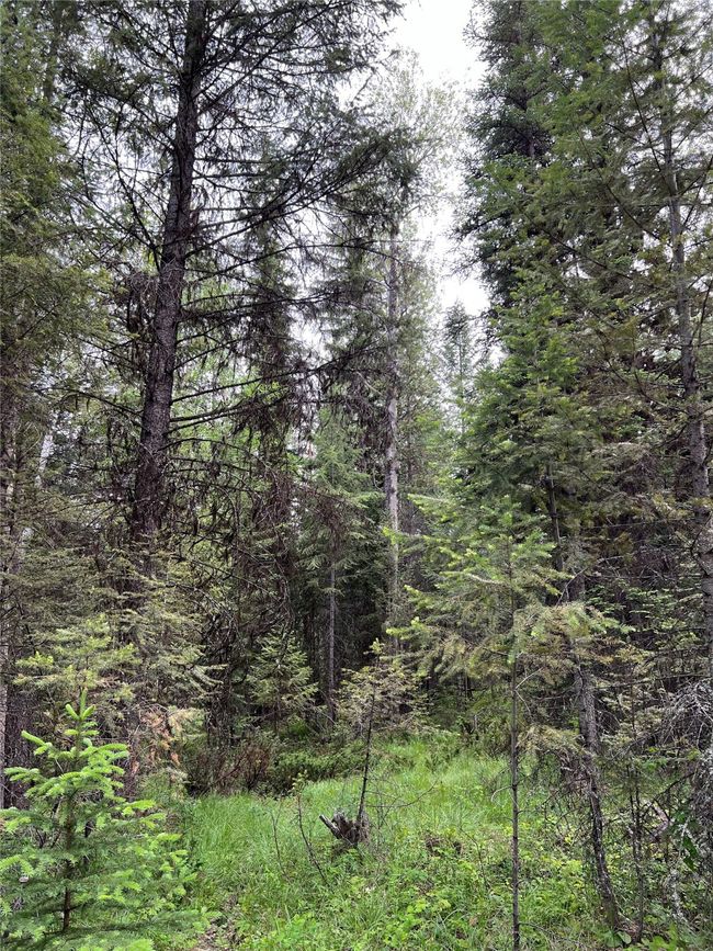 trees and meadows | Image 86