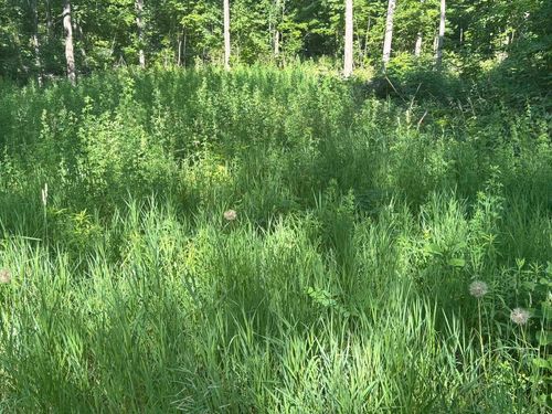 VL Forward, Pioneer Township, MI, 49651 | Card Image