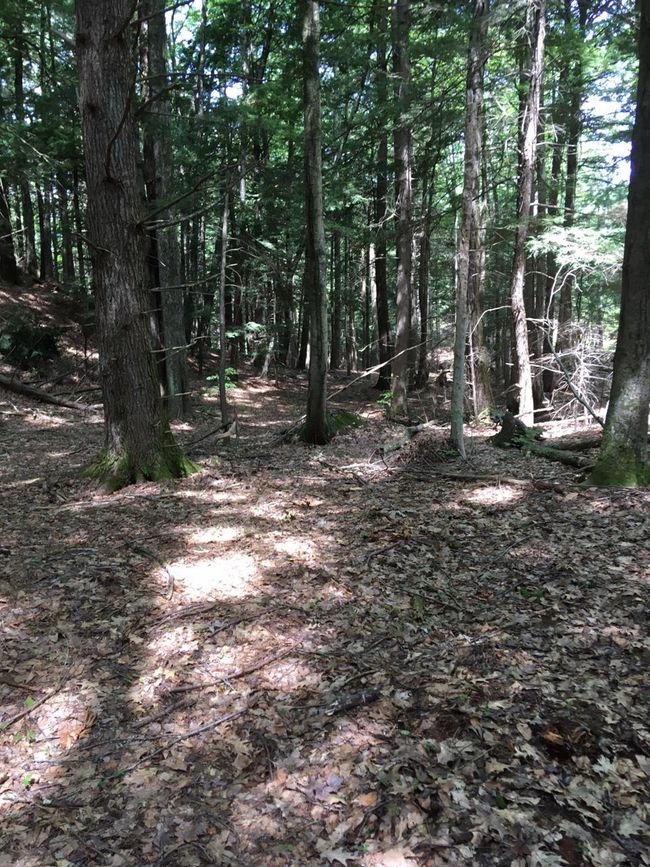 1 - 0 Old Ledge Road, Home with 0 bedrooms, 0 bathrooms and null parking in Westminster VT | Image 13