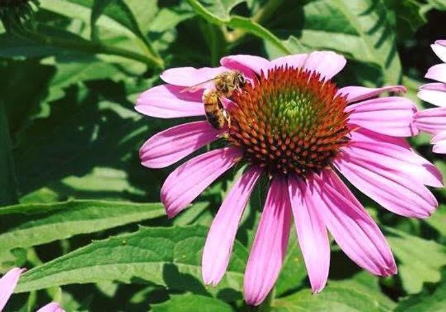 established perennials | Image 83