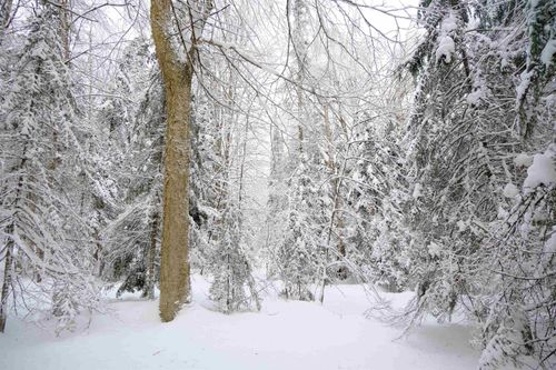 0000 Baird Rd, West Burke, VT, 05871 | Card Image