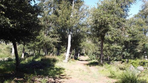0 Toyon Mountain Ln., Julian, CA, 92036 | Card Image