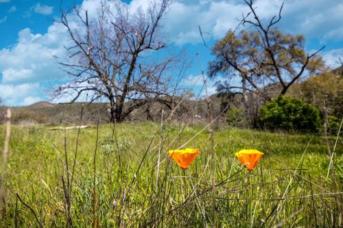 540 Music Gulch Rd, Mokelumne Hill, CA, 95245 | Card Image