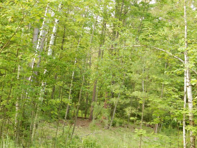 36 - 00 Pine St, Home with 0 bedrooms, 0 bathrooms and null parking in Newport VT | Image 4