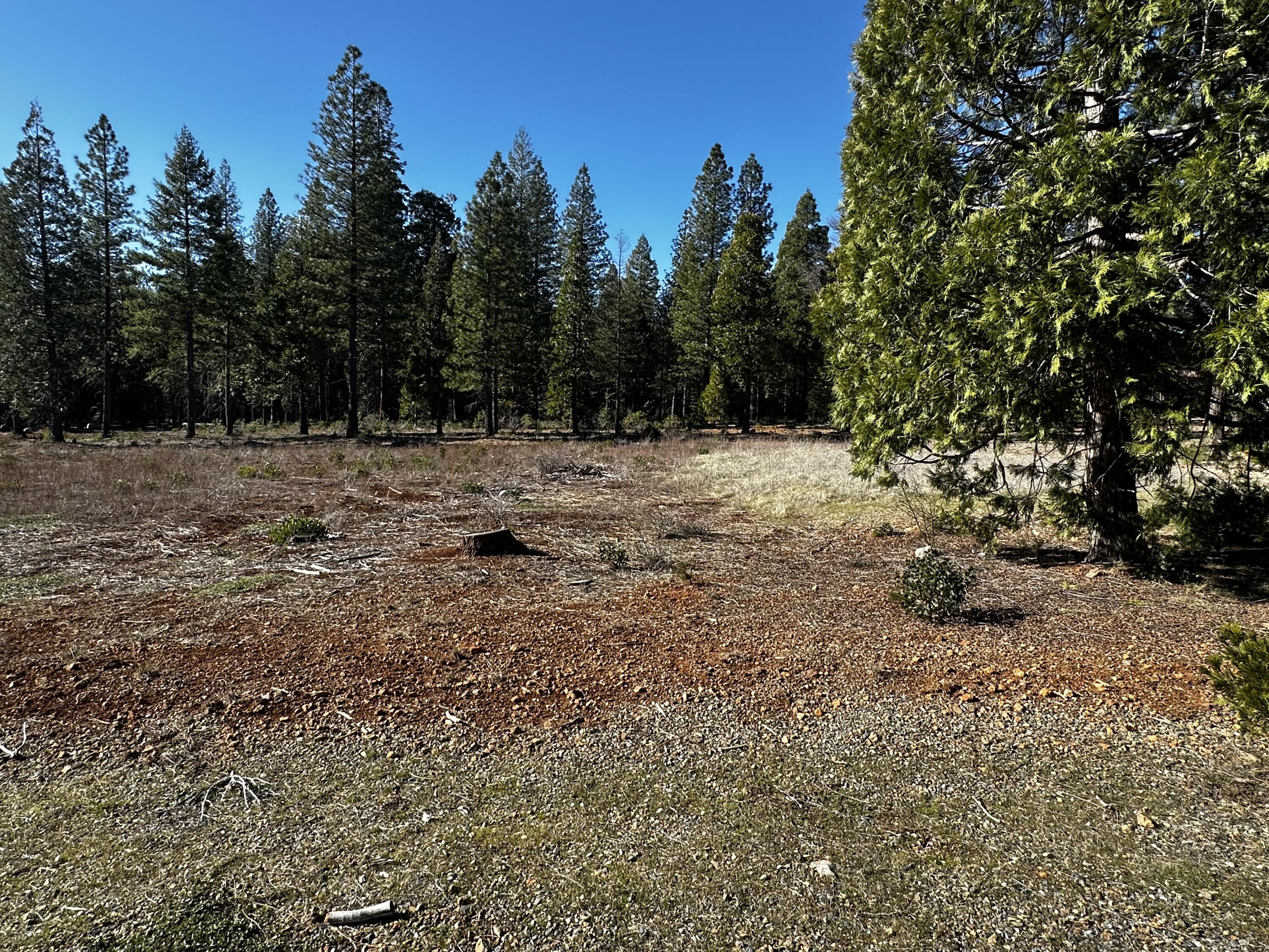 Land in Shingletown 3
