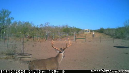 TR 123 Triple T-Bar-L Rch, Freer, TX, 78341 | Card Image