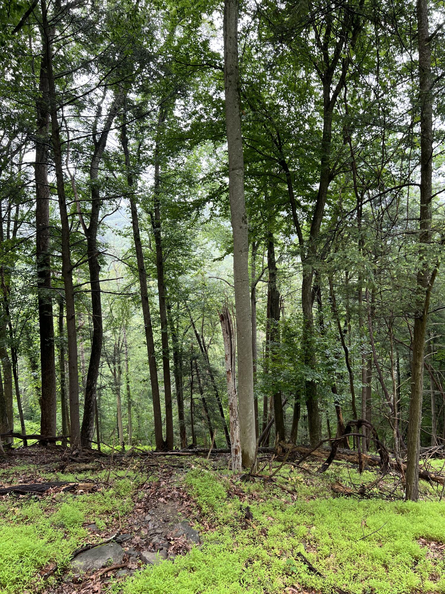 Land in East Stroudsburg 2