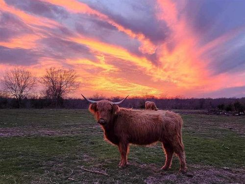 b-4081 Fm 2736, Campbell, TX, 75422-1219 | Card Image