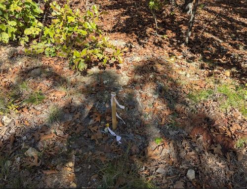 TBD Driftwood Rd, Salem, AR, 72576 | Card Image