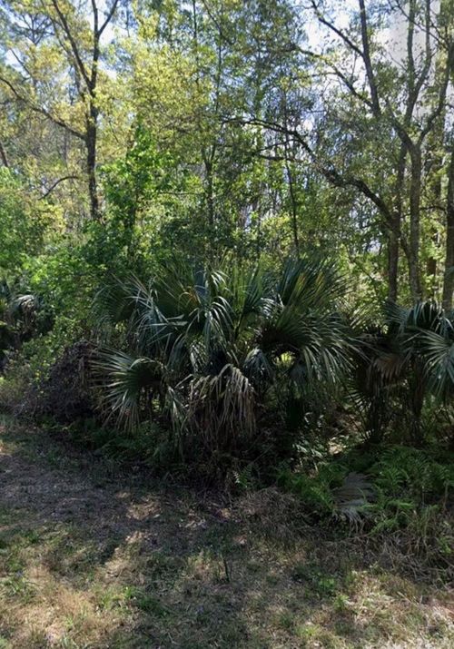 425 Dogwood Ave, Georgetown, FL, 32139 | Card Image