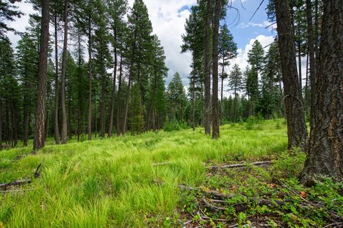 lot-14-185 Rosewood Lane, Whitefish, MT, 59937 | Card Image