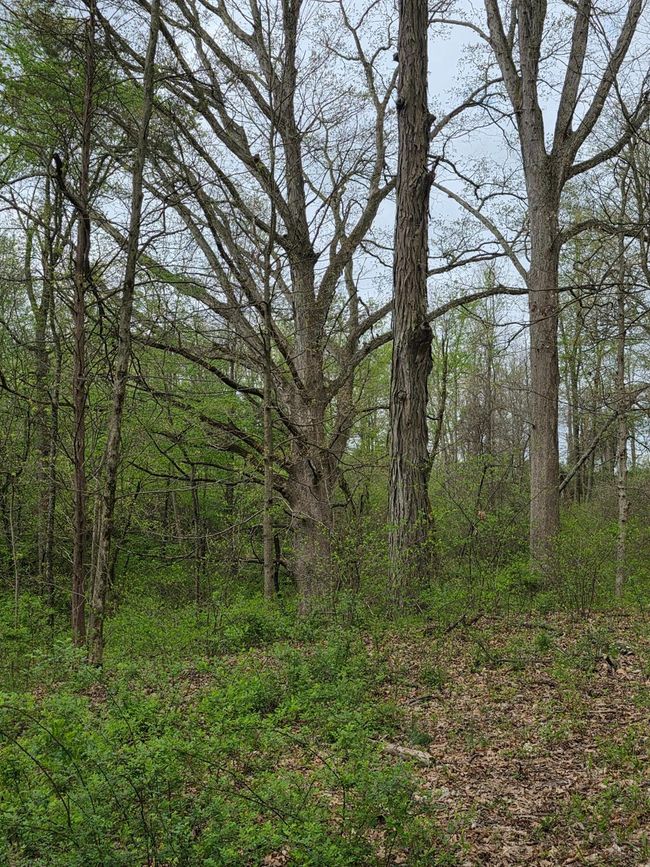 0 State Road 129, Home with 0 bedrooms, 0 bathrooms and null parking in Vevay IN | Image 6