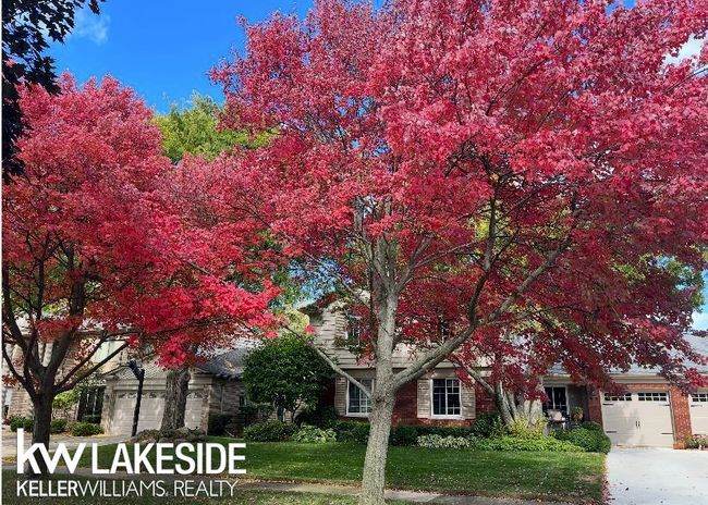 Fall Trees | Image 56