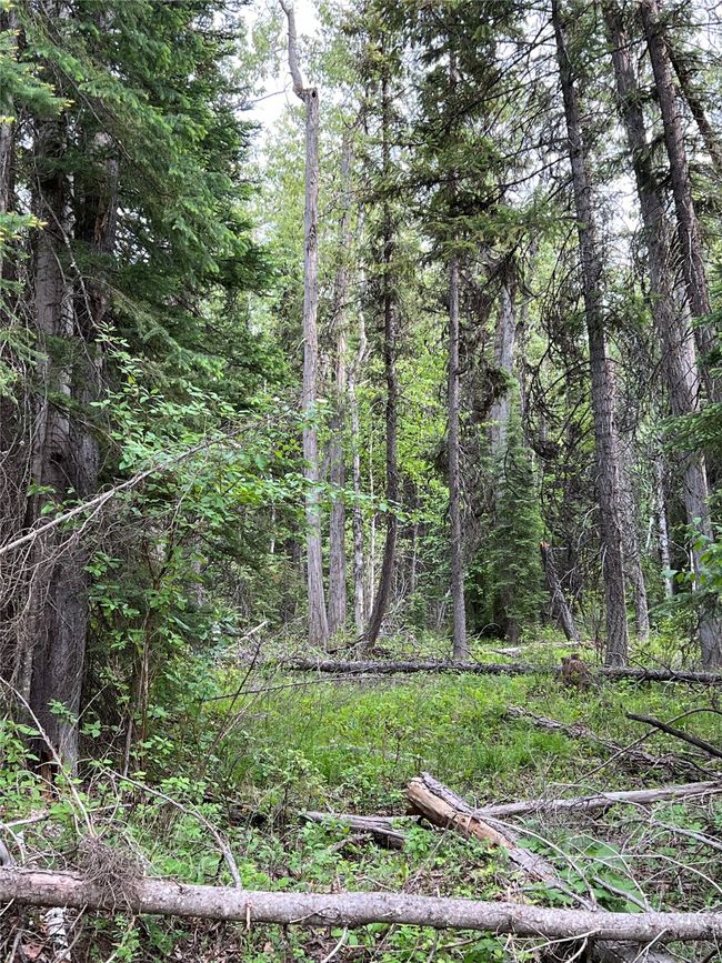 Open meadows - just needs some mild clearing | Image 130