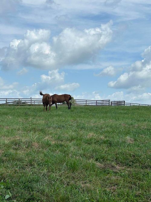 Lot #8 Lucy Ln, Cynthiana, KY, 41031 | Card Image