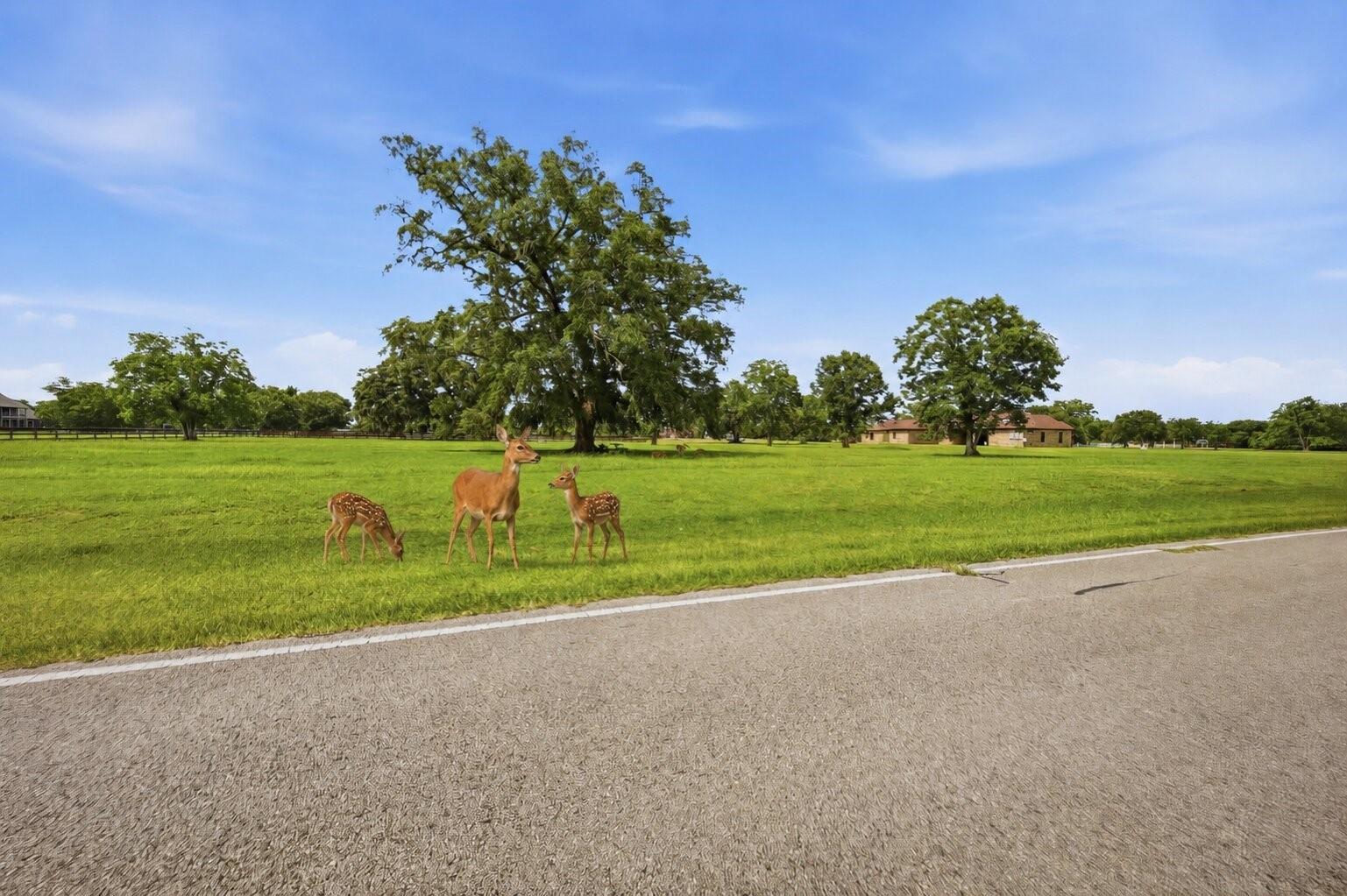 Land in Rosharon 5