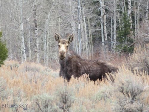 TBD Camp Creek Road, Butte, MT, 59701 | Card Image