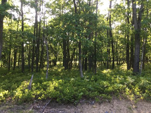 TW Lot 107 Sweet Birch Drive, Hazle Twp, PA, 18202 | Card Image