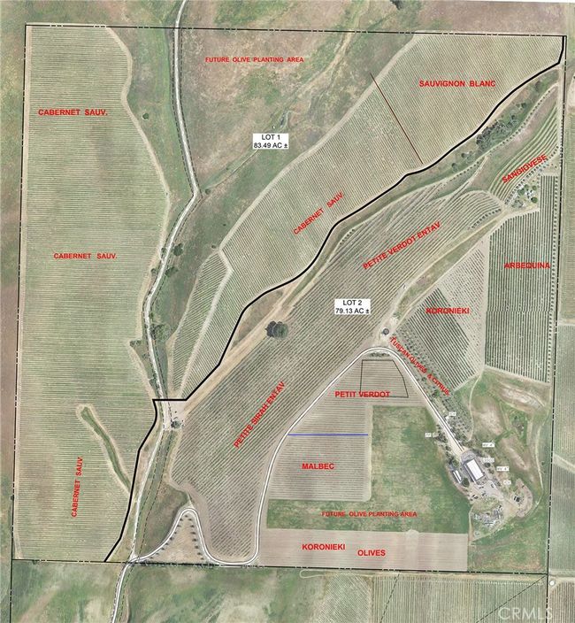 Olive and Grape Map | Image 15