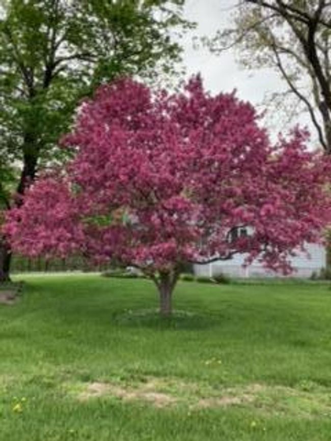 Blooming Crabapple Tree | Image 27