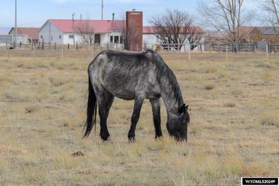 347 Wild Horse Ranch Rd, Home with 0 bedrooms, 0 bathrooms and null parking in Laramie WY | Image 3