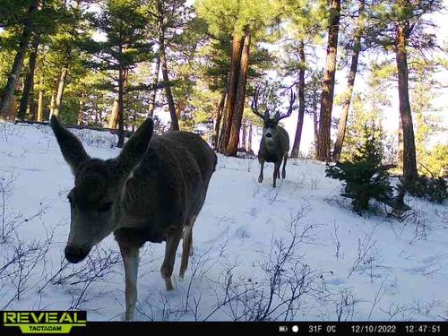 3671 French Creek Rd, Wolf Creek, MT, 59648-8527 | Card Image