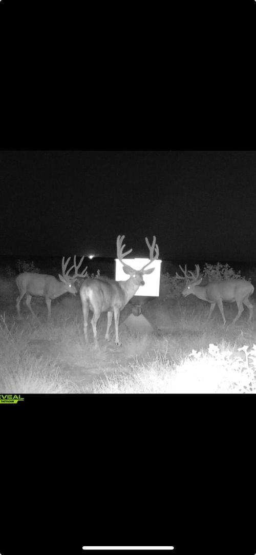 FM 2182 Fm 2182, Morton, TX, 79346 | Card Image