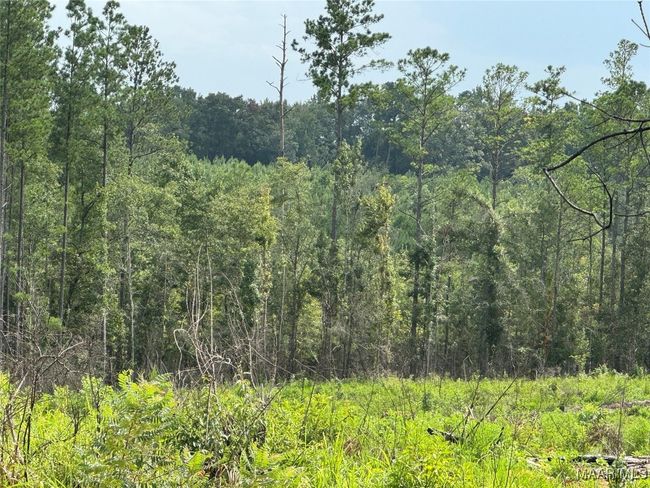 0 Highway 106 E, Home with 0 bedrooms, 0 bathrooms and null parking in Georgiana AL | Image 6