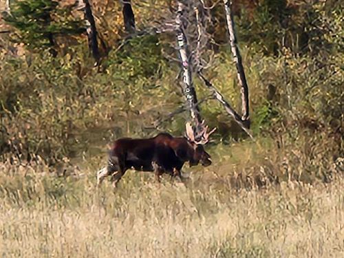 NHN Chestnut Road, Bozeman, MT, 59715 | Card Image