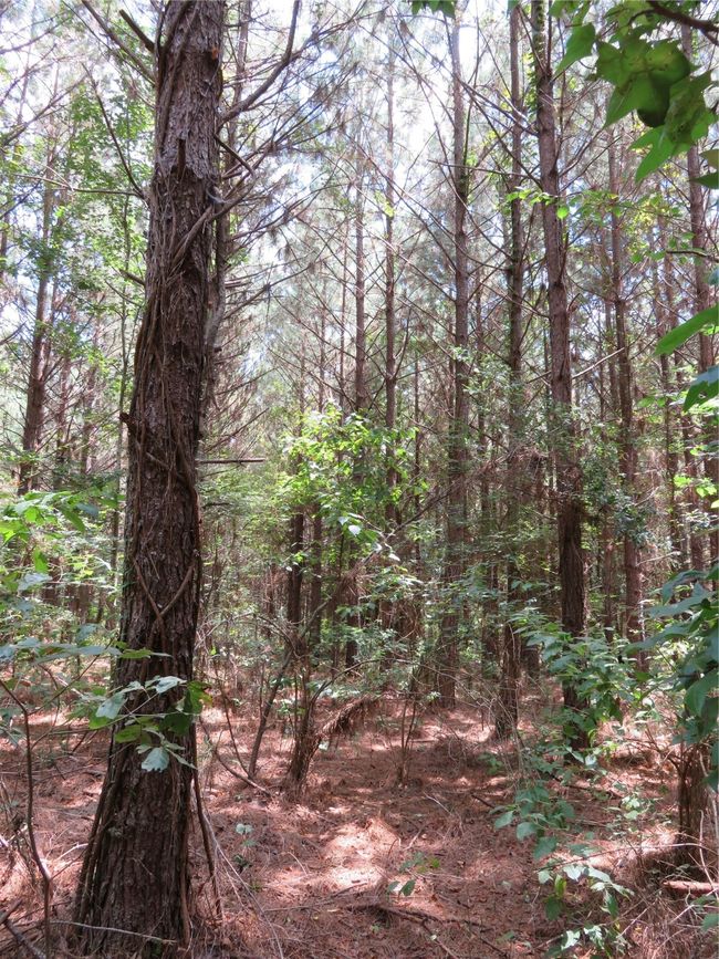 00 Highway 371, Home with 0 bedrooms, 0 bathrooms and null parking in Rosston AR | Image 18
