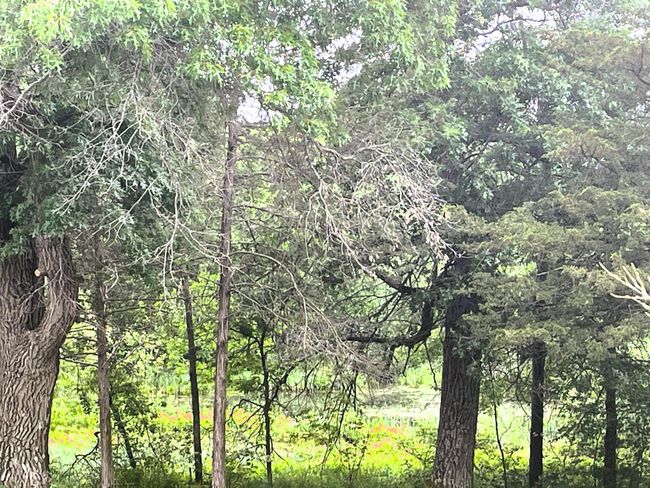 164th tree.jpeg | Image 35
