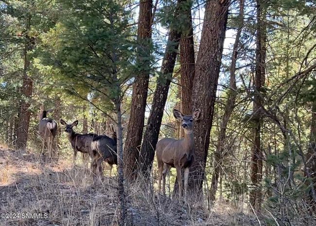 Deer | Image 4