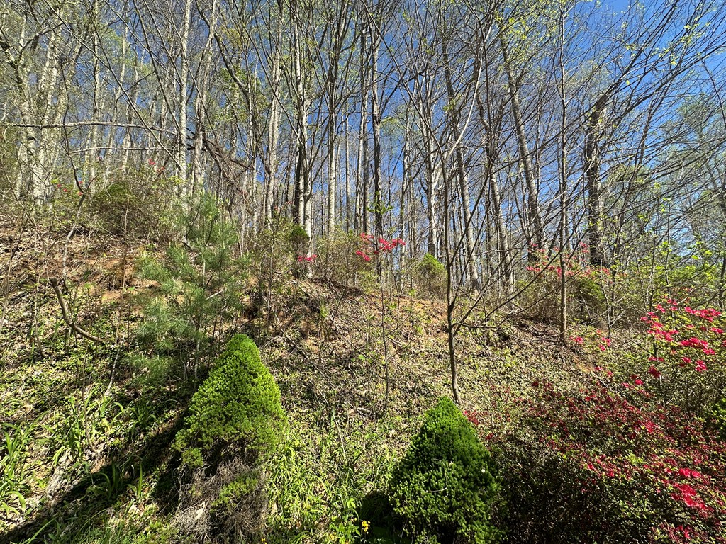 Land in Sylva 5