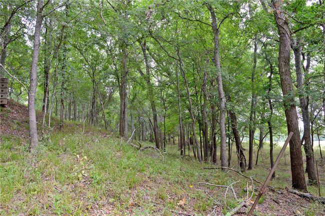 View of tree filled area | Image 27
