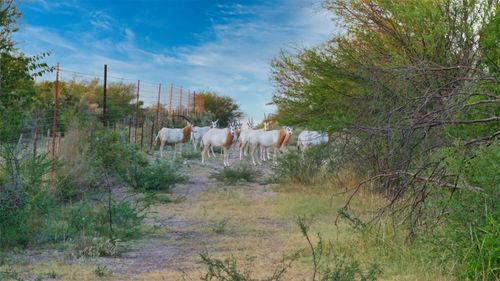 000 Ranch To Market 3008 Ranch, Brackettville, TX, 78832 | Card Image