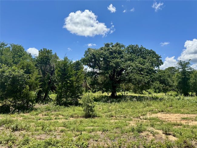 View of undeveloped land | Image 4