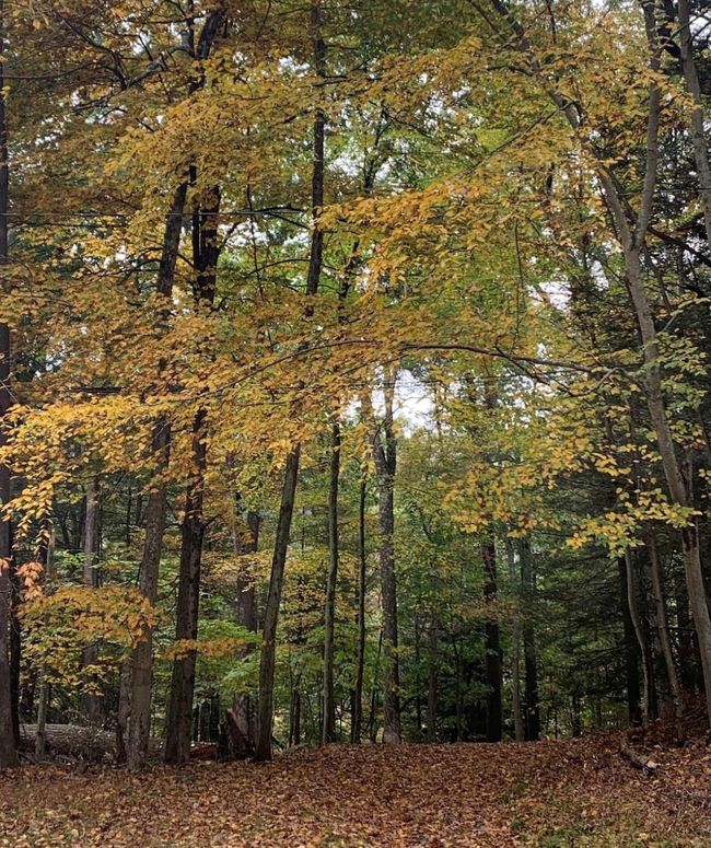 View of nature | Image 22