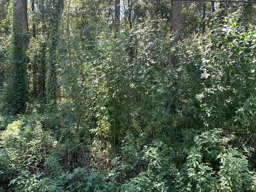 0 Buck Lake Rd, TALLAHASSEE, FL, 32317 | Card Image